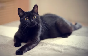 Gatto Nero - cooler